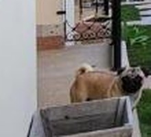 Cachorro passeando entre os chalés
